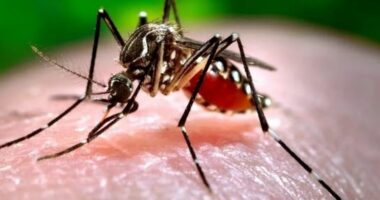 Pse ka më shumë mushkonja këtë vit? OBSH e shqetësuar për sëmundjet e shkaktuara prej tyre