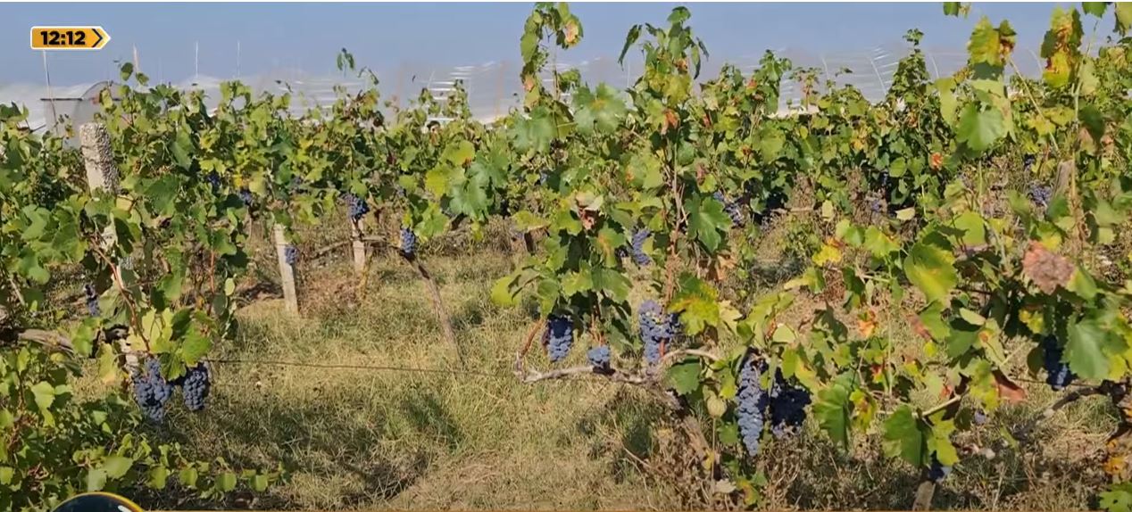 Vreshtaria, më pak prodhim këtë vit/ Fermerët: Do të dalim me humbje këtë verë