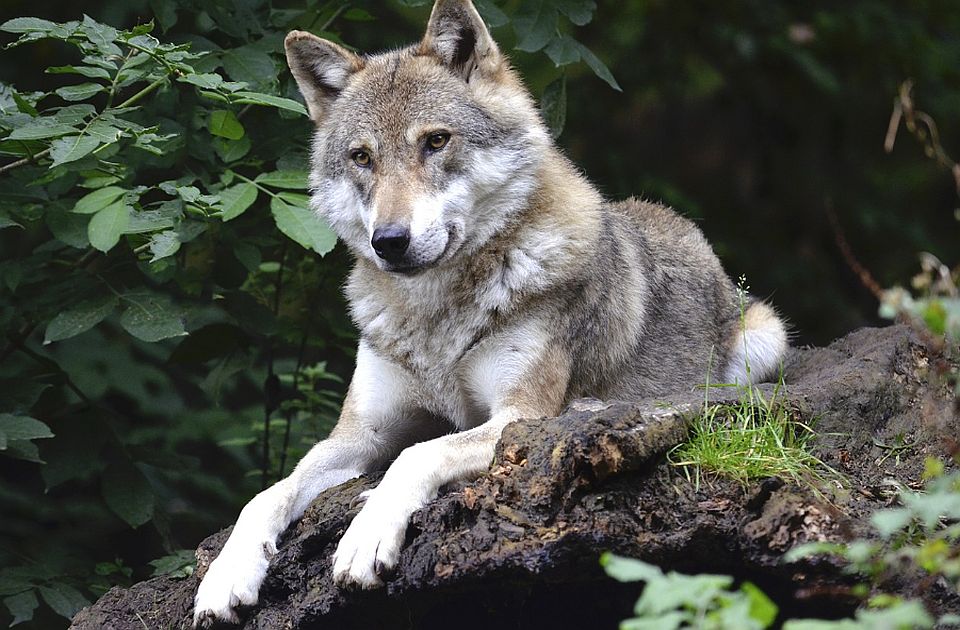 Ujqërit shpallen një specie e zhdukur në provincën spanjolle të Andaluzisë