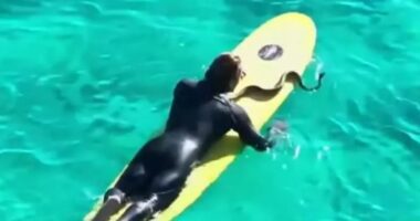 VIDEO/ Bëri sërf me pitonin, i riu australian gjobitet me 1400 euro