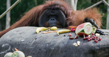 FOTO/ Orangutani më i vjetër në Bali festoi ditëlindjen e tij të 46-të