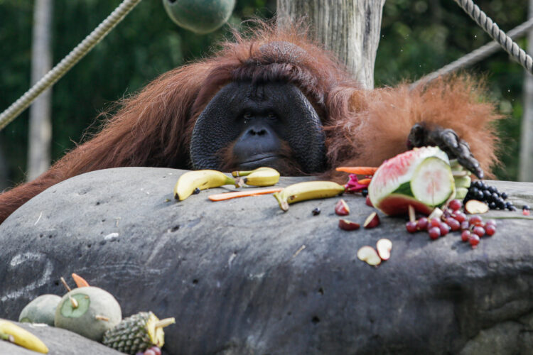 FOTO/ Orangutani më i vjetër në Bali festoi ditëlindjen e tij të 46-të