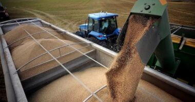 Kufizimi i importeve të grurit, SHBA minimizon mosmarrëveshjet Poloni-Ukrainë