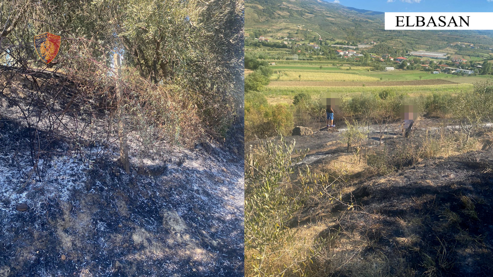 Elbasan/ Ndezi zjarr për të djegur mbeturina, flakët u përhapën dhe dogjën sipërfaqe me pemë frutore, arrestohet 67-vjeçari