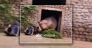 VIDEO/Momenti kur hipopotami sulmon punonjësin e kopshtit zoologjik në Kinë