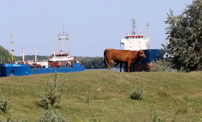 Si e përjeton luftën fshati rus në Rumani