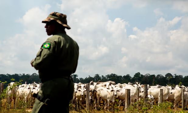 Brazili nis operacionin e rrallë kundër fermave të paligjshme të bagëtive në Amazon