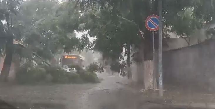 Breshër i fortë në Elbasan/ Rrëzohet pema, bllokon autobusin