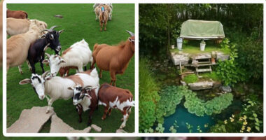 FOTO/ Imazhet që po “çmendin” rrjetin, fytyra e Messi dhe CR7 si iluzion optik nga Inteligjenca artificiale