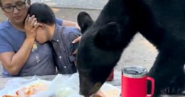 Ariu i uritur ‘ndërpret’ piknikun e familjes në Meksikë, ha të gjithë ushqimin