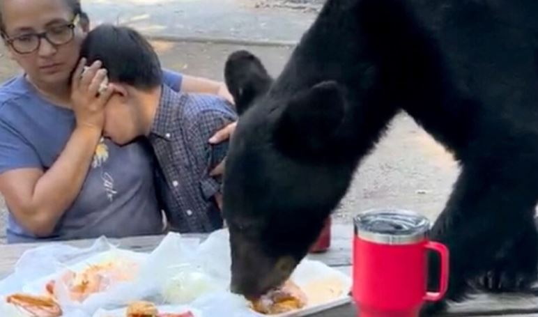 Ariu i uritur ‘ndërpret’ piknikun e familjes në Meksikë, ha të gjithë ushqimin