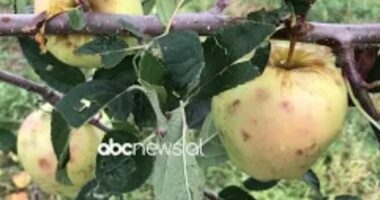 Breshëri dëmton mollët/ Korçë, fermerët: Humbjet janë të mëdha, shteti të na ndihmojë