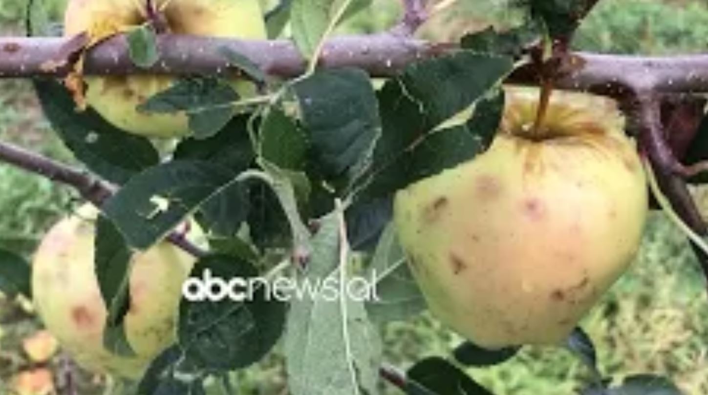 Breshëri dëmton mollët/ Korçë, fermerët: Humbjet janë të mëdha, shteti të na ndihmojë