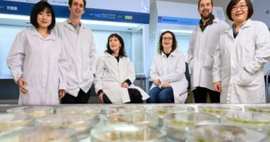 ‘Shija’ e së ardhmes/ Shkencëtarët në Zelandën e Re ‘rrisin’ indet e frutave në laborator