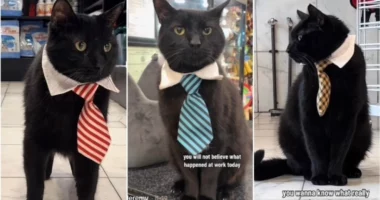 Jeremy the Manager/ Macja me 1 milion ndjekës që menaxhon një dyqan të tërë në Nju Jork