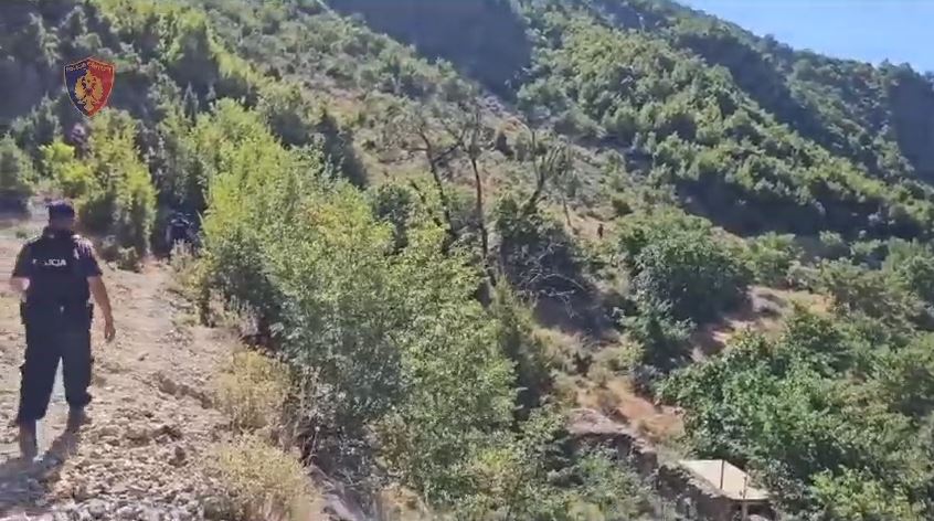 Operacioni ‘Fokusi’/ Asgjesohen mbi 5 mijë bimë narkotike në Shkodër, Krujë, Lezhë dhe Tropojë