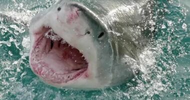 Terror në Egjipt/ Peshkaqeni sulmon një turiste, humb krahun