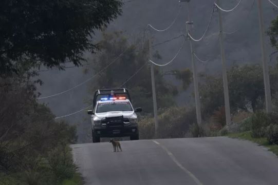 Horror në Meksikë, gjenden trupat e copëtuar të 12 personave