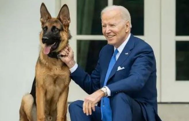 “Skandali” i radhës në familjen Biden, qeni i presidentit kafshon një tjetër agjent   