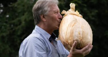 Kopshtari në Angli rrit qepë rreth 20 kilogramë