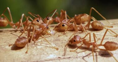 Ç’të bëjmë me kafshët dhe bimët pushtuese?