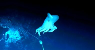 “Dumbo”, shkencëtarët zbulojnë një lloj të rrallë oktapodi