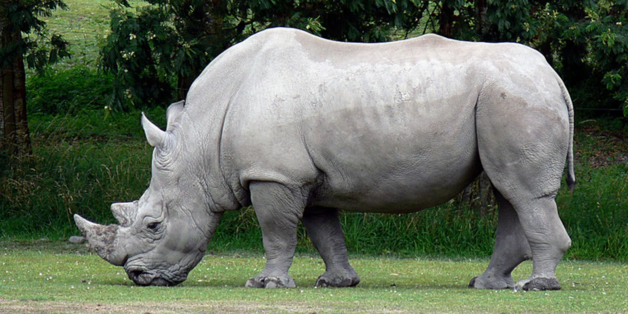 Rinoceronti vret punëtoren 33-vjeçare në kopshtin zoologjik të Salzburgut