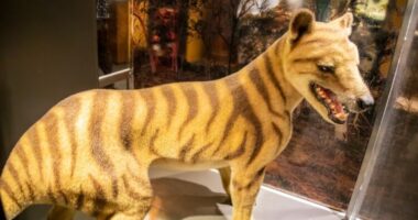 Shkencëtarët izoluan ARN-në e një kafshe të zhdukur, tigrit Tasmanian