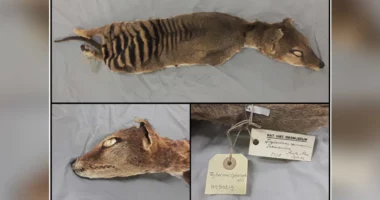 Shkencëtarët rikuperojnë për herë të parë ARN e një specie të zhdukur