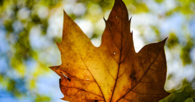 Sot ekuinoksi i vjeshtës! Çfarë duhet të dimë dhe nga ndryshon prej atij të pranverës