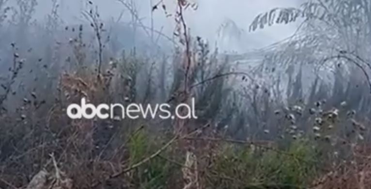 VIDEO/ Digjen shkurret në Fier, rrezikon të marrë flakë një banesë