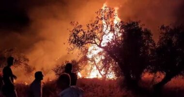 Shuhet zjarri në Zhamë të Lushnjes, flakët “shkrumbuan” sipërfaqe me ullishte e bimësi dhe u rrezikuan banesat