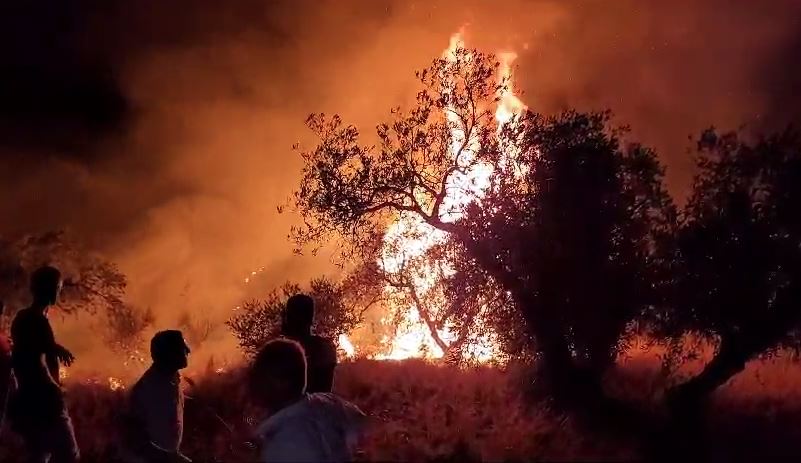 Shuhet zjarri në Zhamë të Lushnjes, flakët “shkrumbuan” sipërfaqe me ullishte e bimësi dhe u rrezikuan banesat