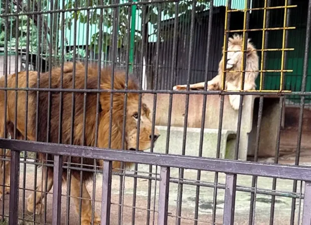 U përpoq ta ‘joshte’ me ushqim, luani sulmon për vdekje kujdestarin në Japoni