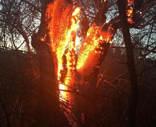 Ndezi zjarr për mbeturinat, por dogji 20 ha tokë dhe 500 rrënjë ullinj, arrestohet 60-vjeçari në Fier