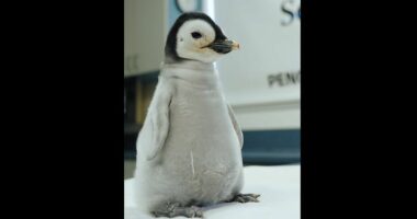 VIDEO/ Në Kopshtin Zoologjik të San Diegos ka lindur një pinguin “mbret” pas 13 vitesh