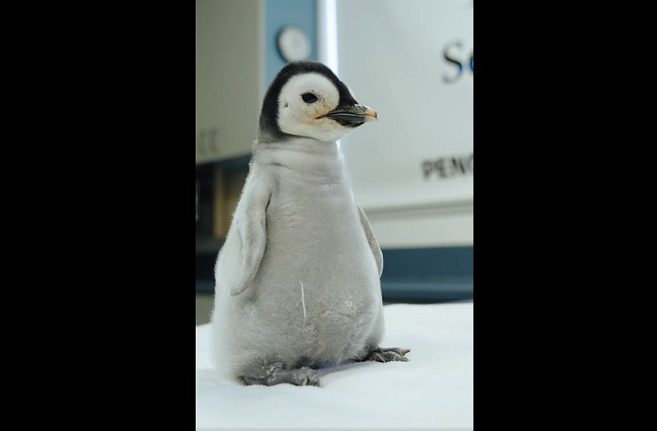 VIDEO/ Në Kopshtin Zoologjik të San Diegos ka lindur një pinguin “mbret” pas 13 vitesh