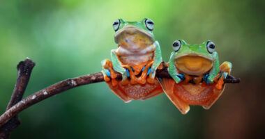 Bretkosat femra sillen si të vdekura për të larguar një mashkull që nuk i pëlqen