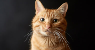 Studimi: Macet kanë mësuar 276 shprehje të fytyrës nga bashkëjetesa me njerëzit