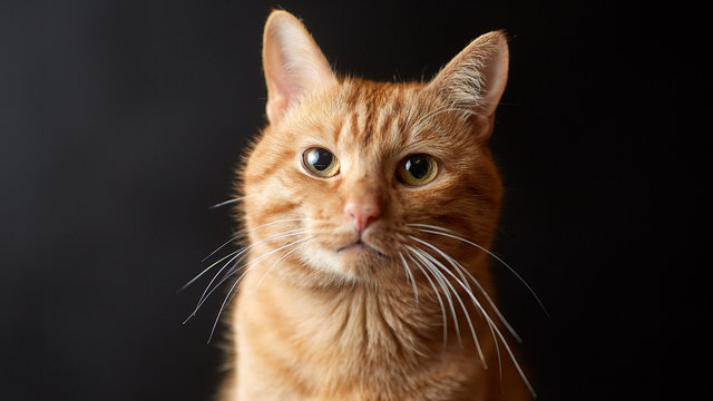 Studimi: Macet kanë mësuar 276 shprehje të fytyrës nga bashkëjetesa me njerëzit