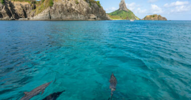 Ndryshimet klimatike/ Ngordhin 100 delfinë në Brazil për shkak të temperaturës së lartë të ujit