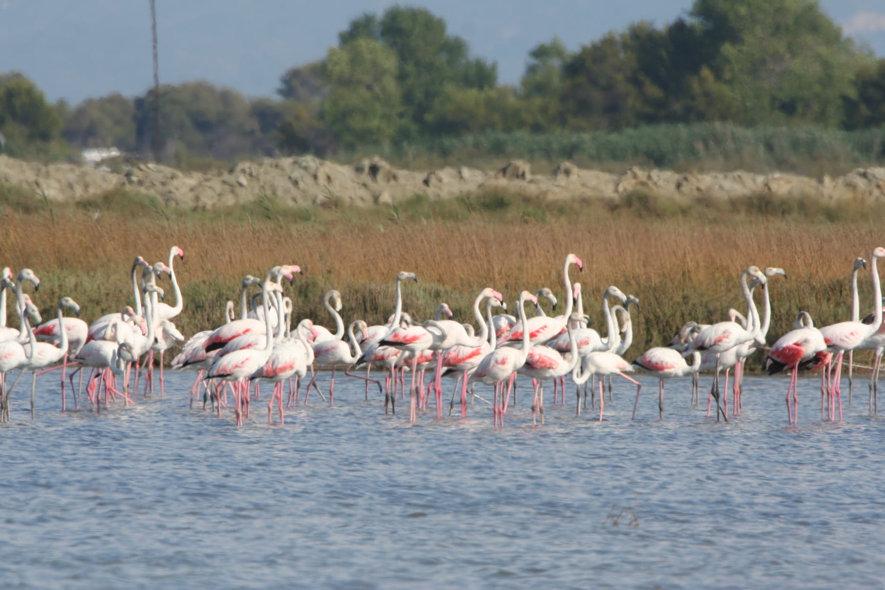 VIDEO/ Flamingot rikthehen në liqenin e Pogradecit, pamje mahnitëse