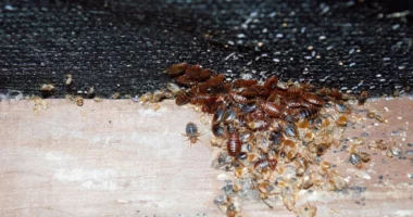 Insektet “pushtojnë” Francën, autoritetet po rekrutojnë qen të trajnuar posaçërisht
