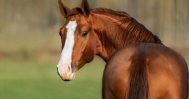 Hajdutët vjedhin një kalë, pastaj e therin dhe i marin mishin