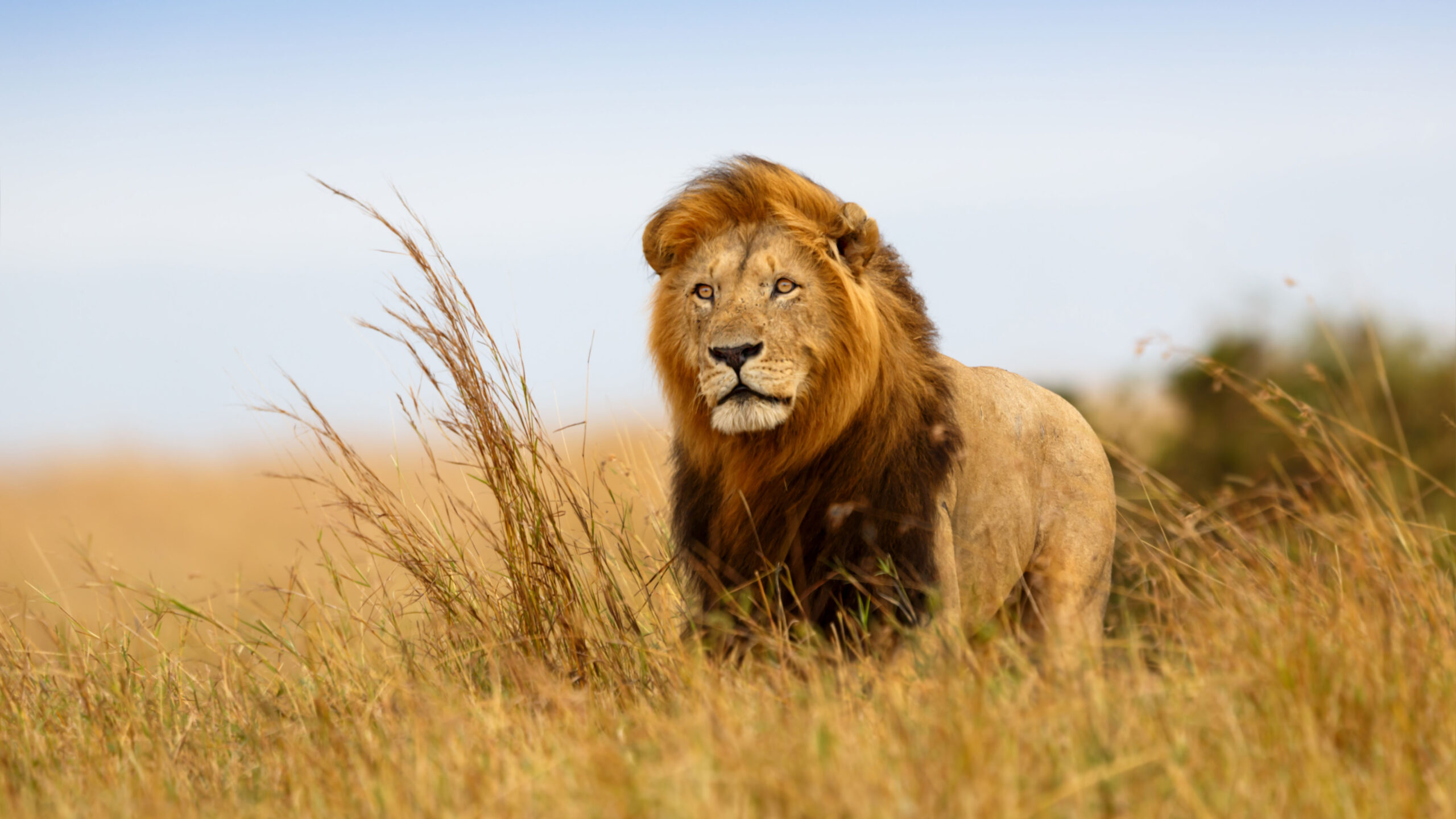 Studimi: Kafshët kanë më shumë frikë nga njerëzit sesa nga luanët