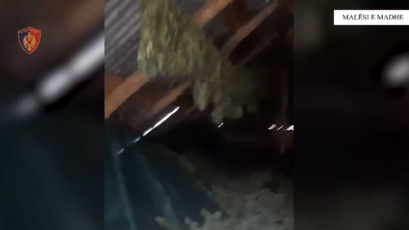 EMRI/ Përshtatën ambientin për kultivim e tharje kanabisi, arrestohet 26-vjeçarja në Malësi të Madhe, në kërkim bashkëshorti