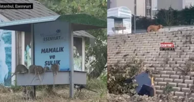 VIDEO/ Minjtë “pushtojnë” një lagje të Stambollit