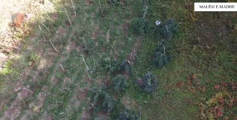 Kontrolle kundër kultivimit të kanabisit në Shkodër, në pranga 24-vjeçari