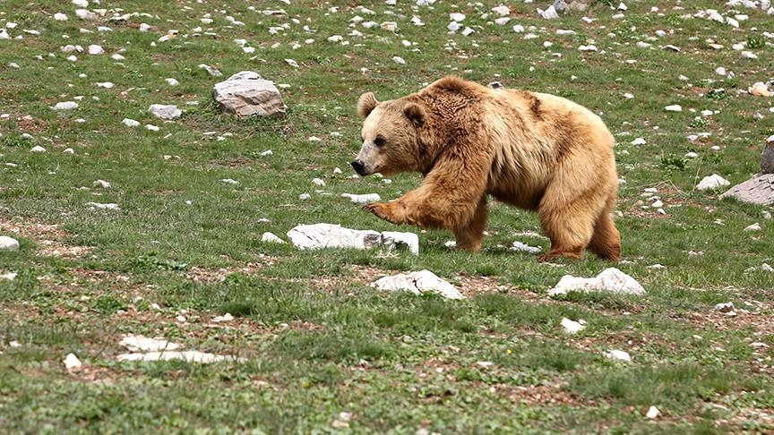 Ariu sulmon dhe mbyt një çift në Kanada