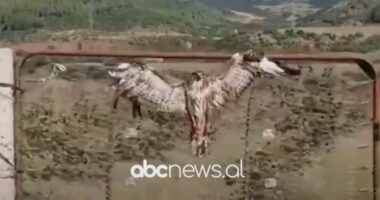 VIDEO/ Përmet, gjendet shqiponja e plagosur dhe e lidhur në një portë, autori ende i paidentifikuar